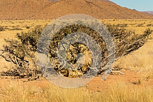 Two cheetahs Namibia