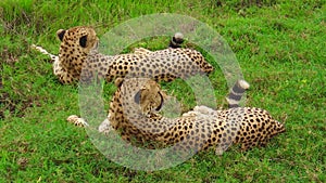 Two cheetahs of Ndutu
