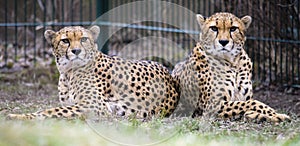 Two cheetahs preparing for hunt, cheetahs focused on prey, attractive scene with two cheetah brothers preparing for hunt