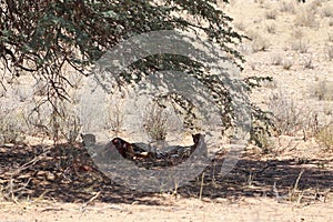 Two cheetahs with prey in kgalagadi transfrontier park