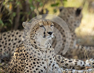 Two cheetahs relaxing below a small bust at Masai Mara,Kenya