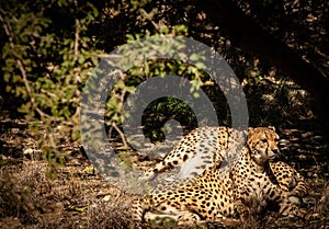 Two Cheetahs Resting