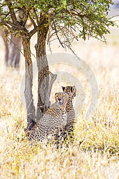 Two cheetahs rests under tree after meal in Serengeti