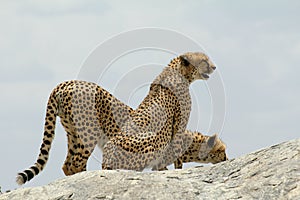 Two cheetahs on a rock