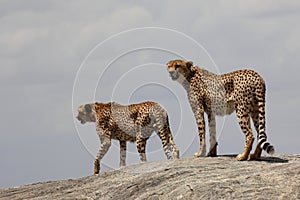 Two cheetahs on a rock