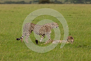 Two cheetahs on the savannah