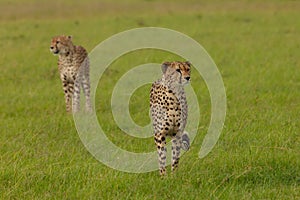 Two cheetahs on the savannah