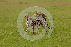 Two cheetahs on the savannah