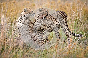 Two cheetahs in the savannah. Kenya. Tanzania. Africa. National Park. Serengeti. Maasai Mara.