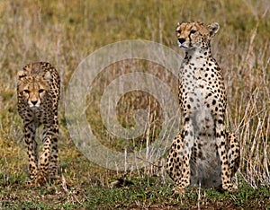 Two cheetahs in the savannah. Kenya. Tanzania. Africa. National Park. Serengeti. Maasai Mara.