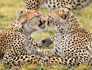 Two cheetahs in the savannah. Kenya. Tanzania. Africa. National Park. Serengeti. Maasai Mara.