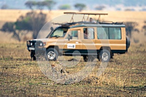 Two cheetahs on savannah near safari truck