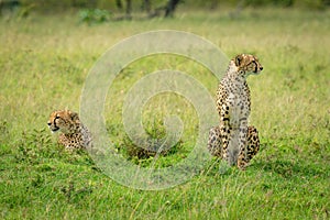 Two cheetahs sit and lie in grassland