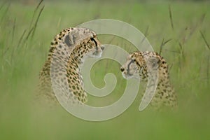 Two cheetahs sit in long blurred grass