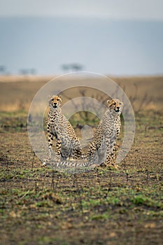 Two cheetahs sit together on grassy plain