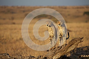 Two cheetahs sitting