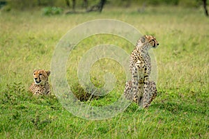 Two cheetahs sitting and lying in grass