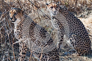 Two cheetahs are sitting in the shade of a tree