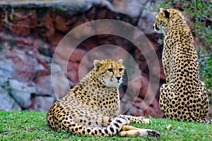 Two cheetahs sitting together. One cheetah is laying down while the other sits guard