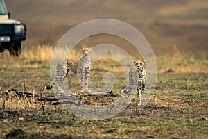 Two cheetahs stand on savannah near jeep