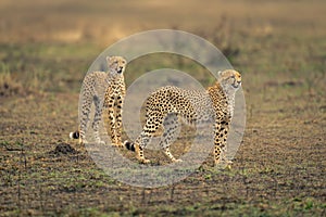 Two cheetahs stand on savannah in sunshine