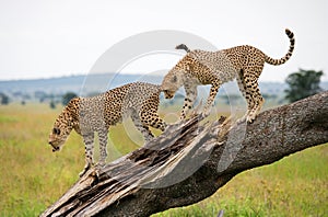 Two cheetahs on a tree. Kenya. Tanzania. Africa. National Park. Serengeti. Maasai Mara.