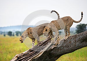 Two cheetahs on a tree. Kenya. Tanzania. Africa. National Park. Serengeti. Maasai Mara.