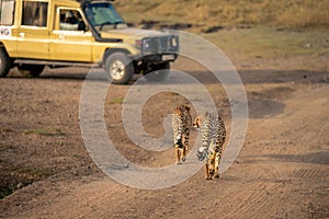 Two cheetahs walk towards parked safari truck