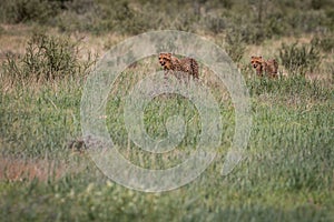 Two Cheetahs walking in the grass.