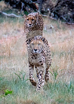 Two cheetahs walking in grass toward camera