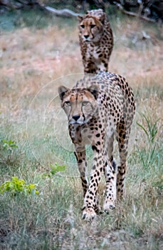 Two cheetahs walking in grass toward camera