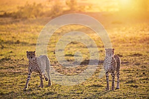 Two Cheetahs walking in Masai Mara national Park during sunrise. Safari in Kenya