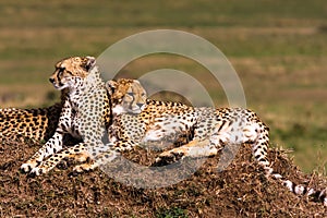 Two cheetahs is watching the savanna. Hills of Masai Mara