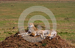 Two cheetahs is watching the savanna. Hills of Masai Mara