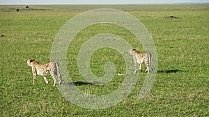 Two cheetahs in the wild of Africa in search of prey