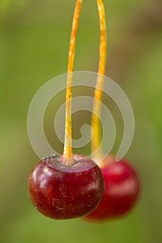 Two cherries with an ant