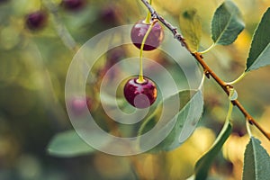 Two cherries grow on a branch in the summer garden