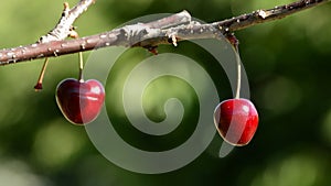 Two cherries hanging at branch a sunny day