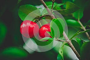 Two Cherries hanging on a cherry tree branch