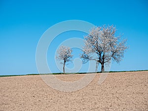 Two Cherry Trees in Full Bloom