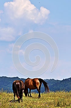 Two chesnut horses grazing