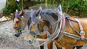 Two Chestnut Color Horses in harnesses, Bavaria, Germany
