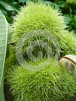 Two chestnut curls