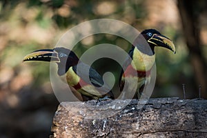 Two chestnut-eared aracaris on log in shade