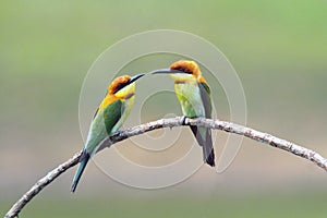 Two chestnut-headed Bee-eater