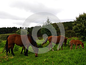 Two chestnut horses and a foal grazing in countryside, South Africa