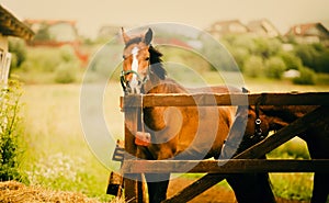 The two chestnut horses grazing in a corral on a farm on a sunny summer day. The agriculture, horse care, and rural life, evoking