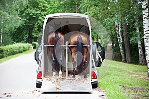 Two chestnut horses standing in trailer waiting for competition
