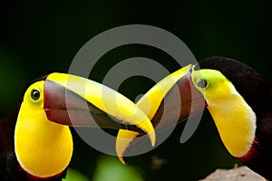 Two Chestnut Mandibled Toucans