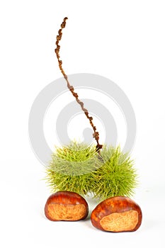 Two chestnuts